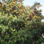 Surya Sweets & Greens