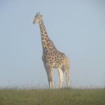 Hopefield Country House & Guest Farm