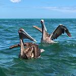 Tortas Jardin Mexico