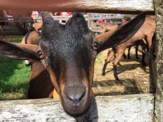 Chèvrerie des Monts Dore