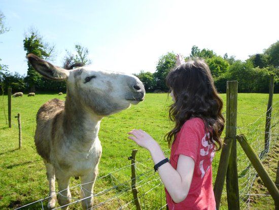 La Colline Aux Animaux