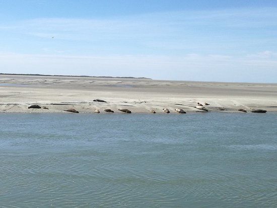 Les Phoques de la Baie d'Authie