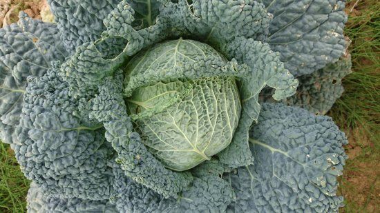 Cueillette de Peltre