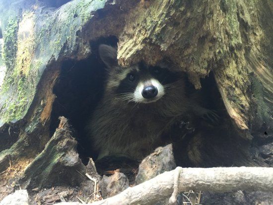 Natur- und Erlebnispark Buchenberg