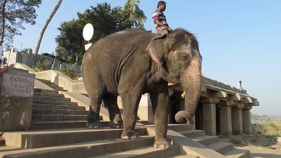 Lakshmi the Elephant