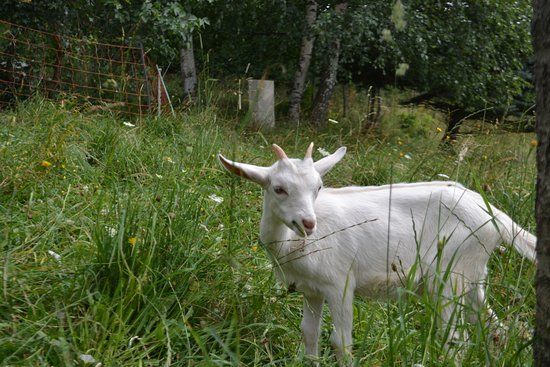 Ferme Pedagogique de la Mouriere