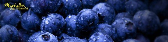 Visite des Myrtilles du Trimoulet