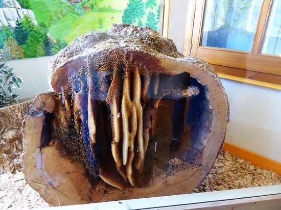 Ecomusee L'Abeille du Haut-Doubs