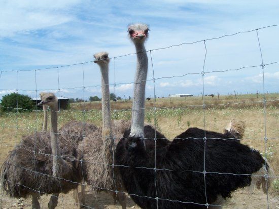 L'Autruche de Laurette