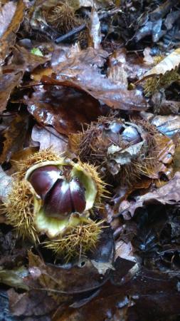 Forêt de Saint-Germain-en-Laye