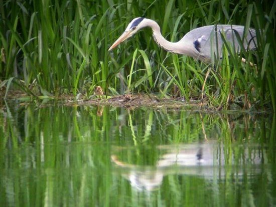 Marais du Grand Hazé