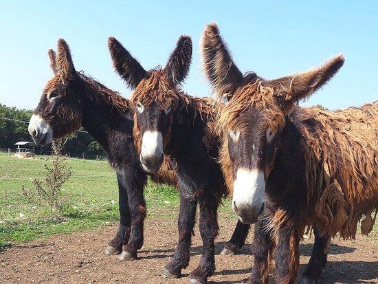 Poitou Donkey Nature Centre