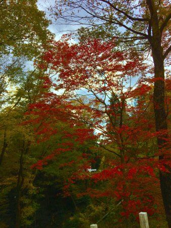 Akiu Forest Sports Park