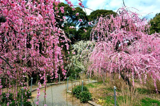 Tatsuo Shrine Hanateien