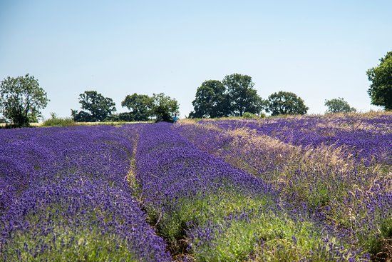 Somerset Lavender