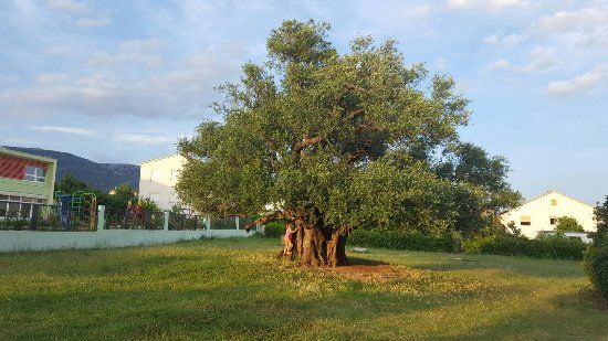 1500 Year Old Olive Tree