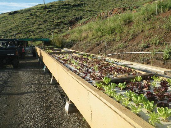 Lahaina Family Farms