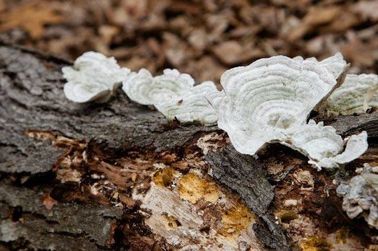 Ward Pound Ridge Reservation