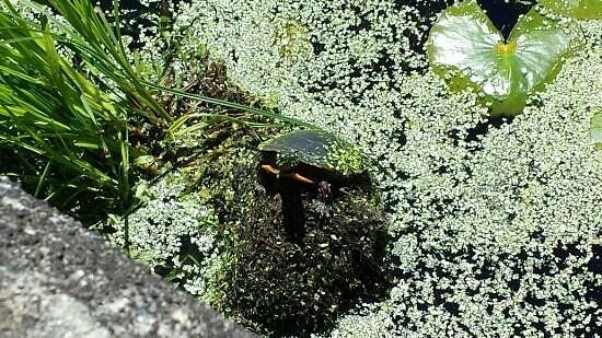 Stony Brook Wildlife Sanctuary