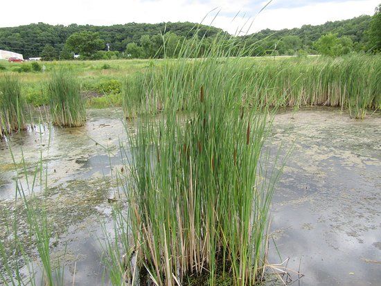 Driftless Area Wetlands Centre