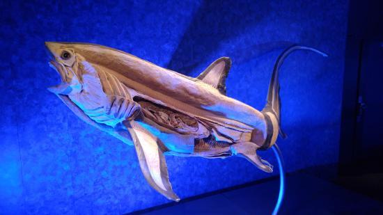 Sea Monsters Revealed