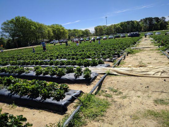 Washington Strawberry Farm