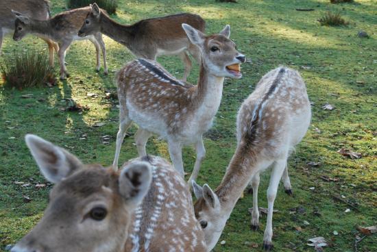 La Vallée des Daims