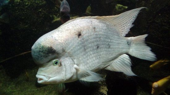 Aquarium des Tropiques