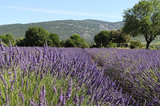 Musee de la lavande