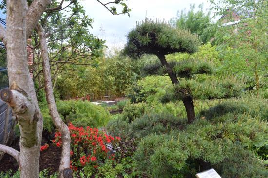 Jardin Japonais