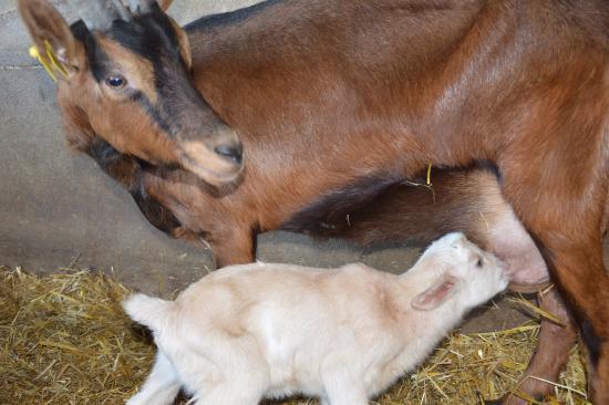 La Chèvrerie du Charmat