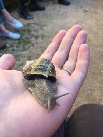 Escargot Bourguignon
