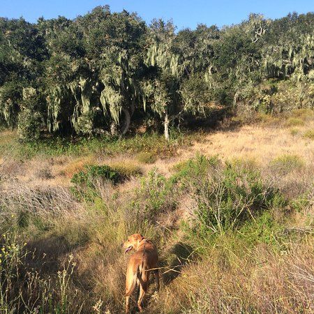 Burton Mesa Ecological Reserve