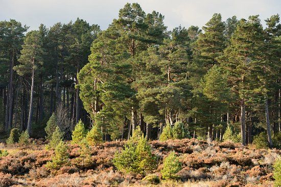 Abernethy National Nature Reserve
