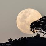 Cobar Town & Country Motor Inn