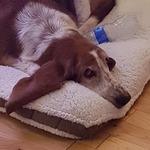 Bar Cafeteria El Mercat