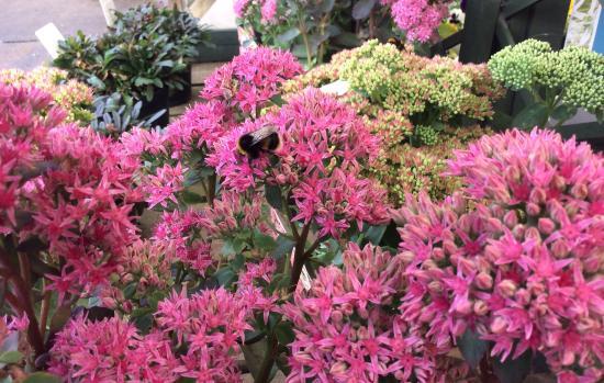 Castle Douglas Garden Centre and Coffee Shop