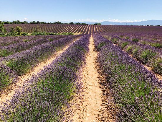 Azienda Agricola Lavandes Angelvin