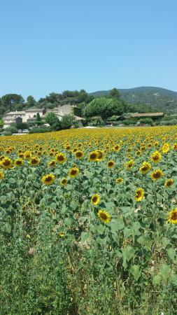 Marché de Lourmarin