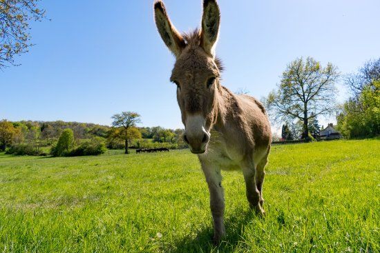 L'Asinérie de la Vioune