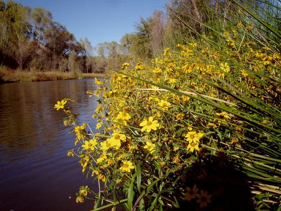Verde River Access Point