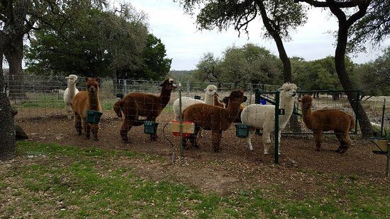 Wildflower Ridge Alpaca Ranch