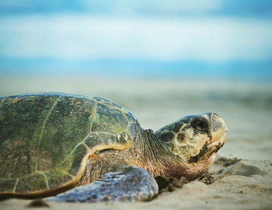 Campamento Tortuguero Playa Hermosa