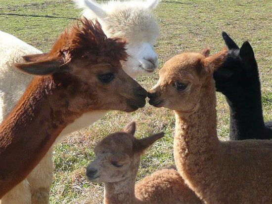 Graystone Ridge Alpacas