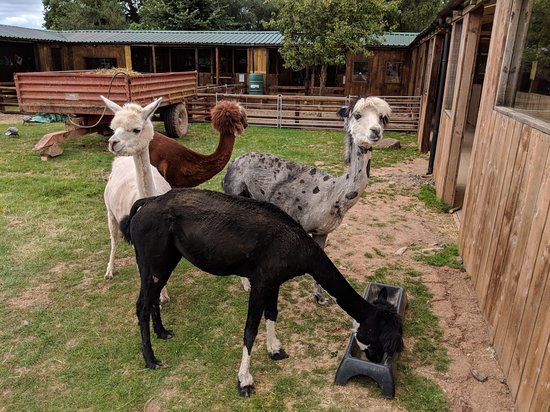 Small Breeds Farm Park and Owl Centre