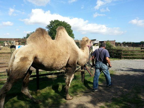 Oasis Camel Park