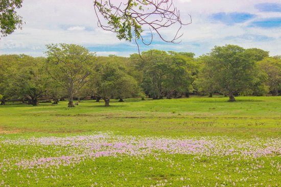 Anawilundawa Wetland Sanctuary