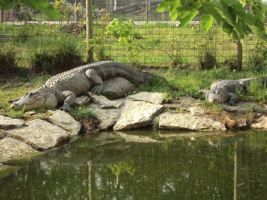 Heaven's Corner Zoo & Animal Sanctuary