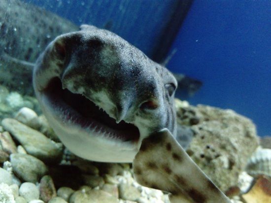 Adriatic aquarium Baška