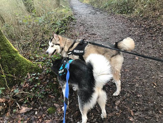 Brynna Woods and Llanharan Marsh Nature Reserve